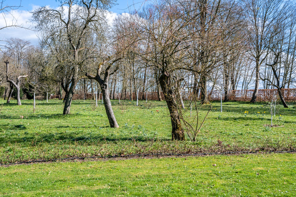 Baumbestand an der Beek